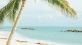 palm tree framing a beach