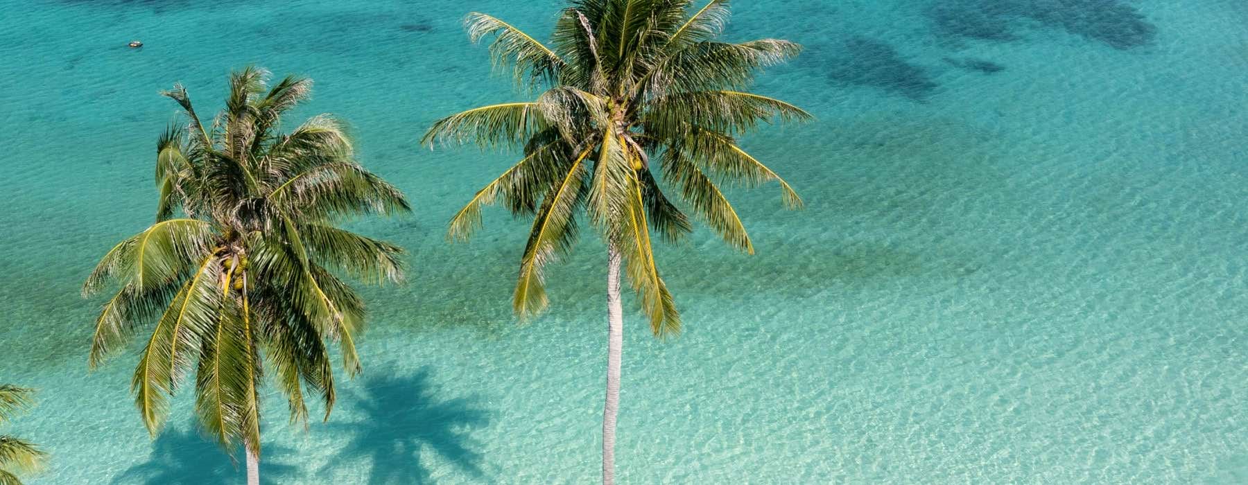 palm trees shadow clear ocean waters